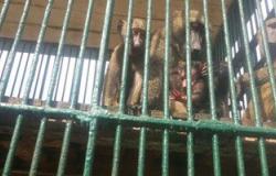 بالصور..القردان "وحيد وسمر" يعودان لحياتهما الجنسية بعد إنجاب عيد