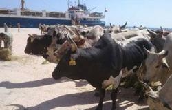"الزراعة":طرح  40 ألف رأس ماشية حية بالأسواق لمواجهة غلاء الأسعار
