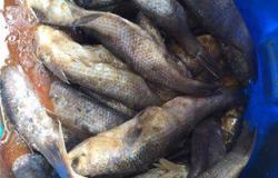 استشارى تغذية: أسماك الملوحة ممنوعة على الأطفال لأنها تصيبهم بالتسمم
