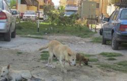 بالصور.. الكلاب المسعورة تثير ذعر أطفال حى المناخ فى بورسعيد
