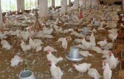 نفوق 4000 دجاجة في نشوب حريق بمزرعة دواجن بسوهاج