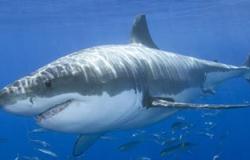 وزير البيئة: صيد أسماك القرش "محرم " ويؤدى لزيادة عددها وليس العكس