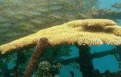 "محميات البحر الأحمر" تضبط شعابا مرجانية نادرة قبل تهريبها للإسكندرية